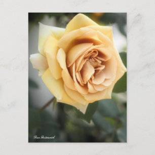 Rosa Butterscotch: Postkarte