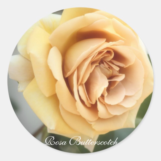 Rosa Butterscotch：Seal Runder Aufkleber (Vorderseite)