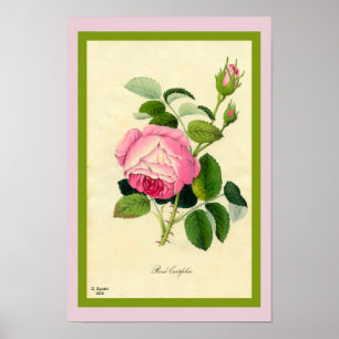Rosa Cabbage Rose Druck von Vintagen 1828 Art Beau Poster