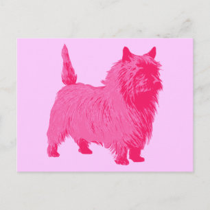 Rosa Cairn Terrier Postkarte