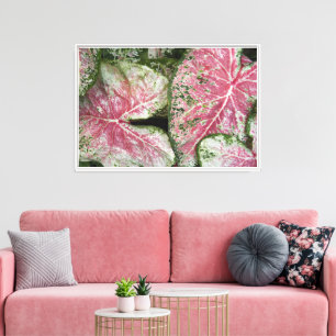 Rosa Caladium-Blätter Leinwanddruck