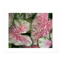Rosa Caladium-Blätter