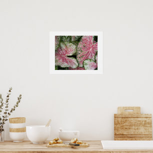 Rosa Caladium-Blüten Poster