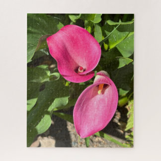 Rosa Calla-Lilie, San Mateo Puzzle