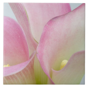 Rosa Calla-Lilien Fliese