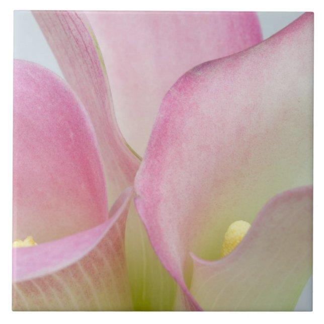 Rosa Calla-Lilien Fliese (Vorderseite)