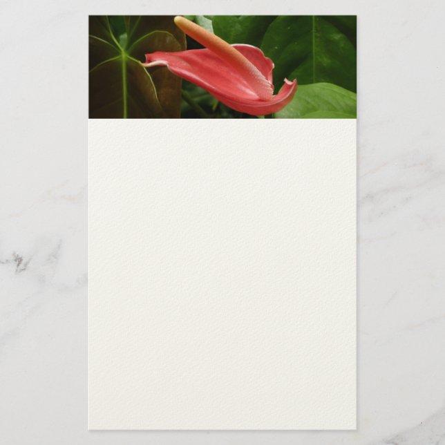 Rosa Calla Lily Piazza della Riforma Briefpapier (Vorderseite)