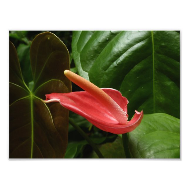 Rosa Calla Lily Piazza della Riforma Fotodruck (Vorne)