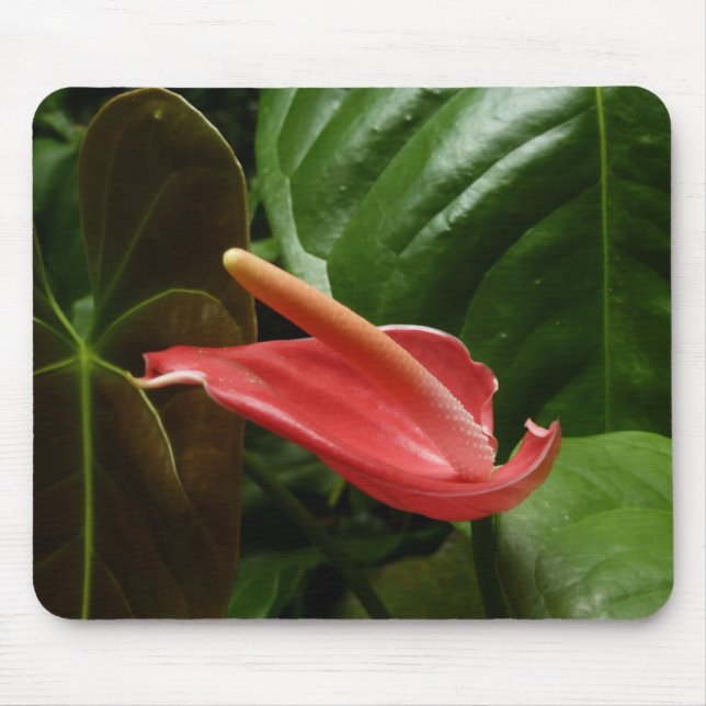 Rosa Calla Lily Piazza della Riforma Mousepad (Vorne)