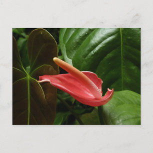 Rosa Calla Lily Piazza della Riforma Postkarte