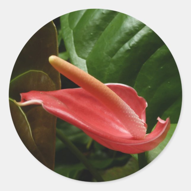 Rosa Calla Lily Piazza della Riforma Runder Aufkleber (Vorderseite)