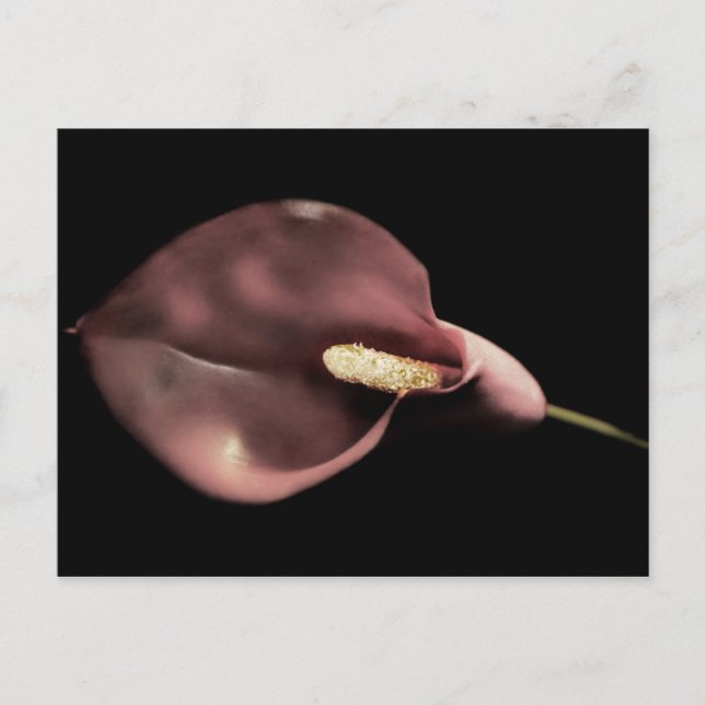 Rosa Calla - Postkarte (Vorderseite)
