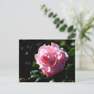 Rosa Camellia-Blume Postkarte