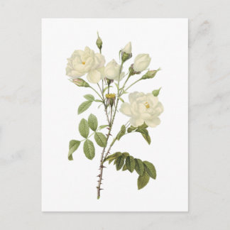 Rosa campanulata alba (Rosa campanulata alba) von  Postkarte