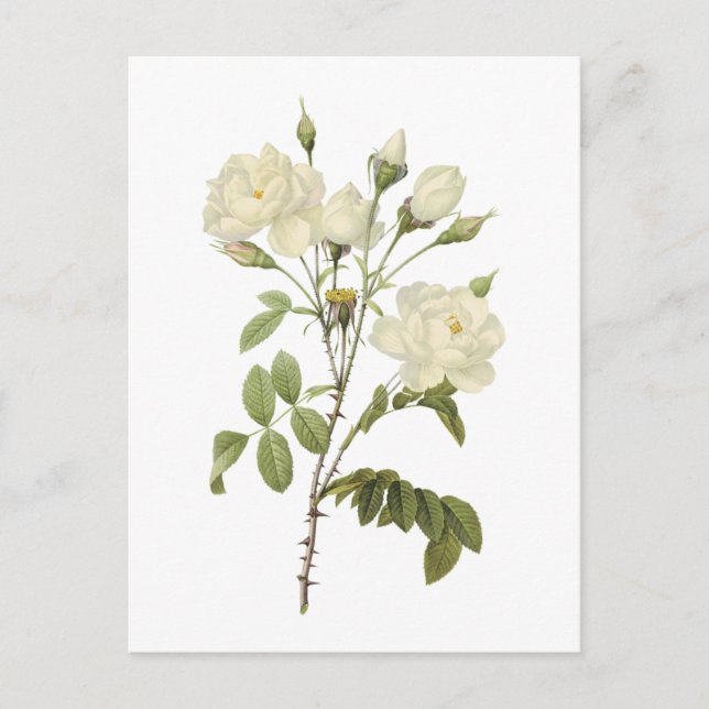Rosa campanulata alba (Rosa campanulata alba) von  Postkarte (Vorderseite)