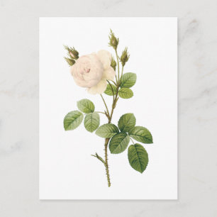 Rosa campanulata alba (Rosa campanulata alba) von  Postkarte