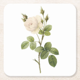 Rosa campanulata alba (Rosa campanulata alba) von Rechteckiger Pappuntersetzer