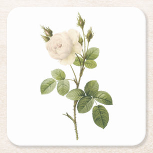 Rosa campanulata alba (Rosa campanulata alba) von Rechteckiger Pappuntersetzer