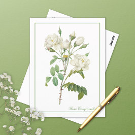 Rosa Campanulata Illustration Redoute Postcard Postkarte