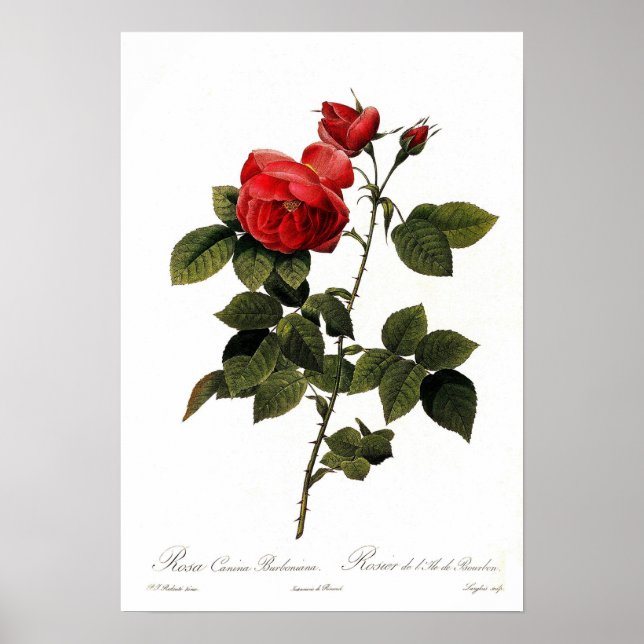 Rosa canina bourboniana poster (Vorne)