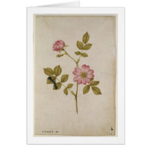 Rosa Canina - Dogrose und Raupe (Bleistift u. mit