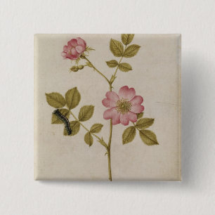 Rosa Canina - Dogrose und Raupe (Bleistift u. mit Button