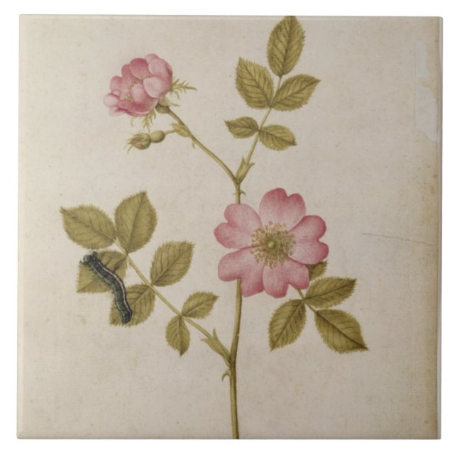 Rosa Canina - Dogrose und Raupe (Bleistift u. mit Fliese (Vorderseite)