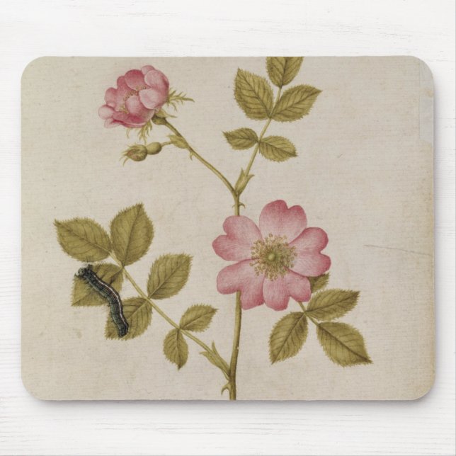 Rosa Canina - Dogrose und Raupe (Bleistift u. mit Mousepad (Vorne)