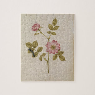 Rosa Canina - Dogrose und Raupe (Bleistift u. mit Puzzle