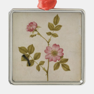 Rosa Canina - Dogrose und Raupe (Bleistift u. mit Silbernes Ornament