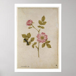 Rosa Canina - Dogrose und Raupe (Stift & Gewicht) Poster