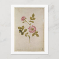 Rosa Canina - Dogrose und Raupe (Stift & Gewicht)