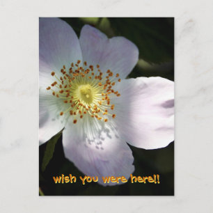 Rosa Canina - Hunde-Rose Postkarte