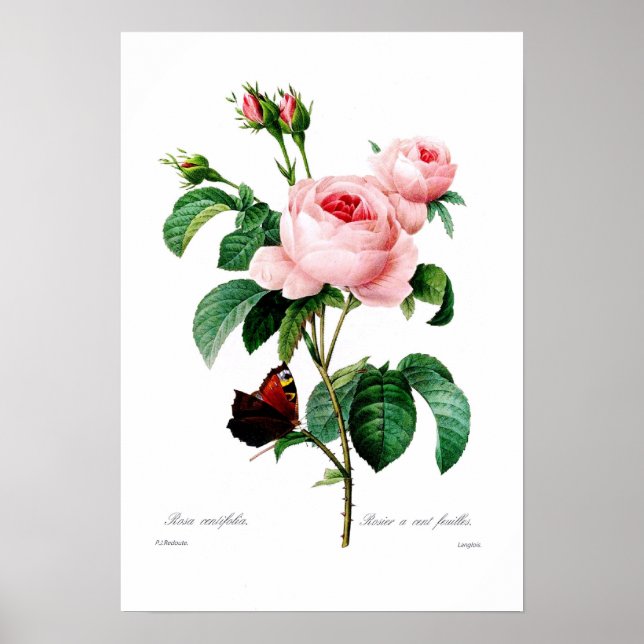 Rosa centiflora poster (Vorne)
