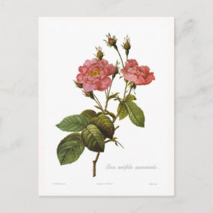 Rosa centifolia anemonoides postkarte