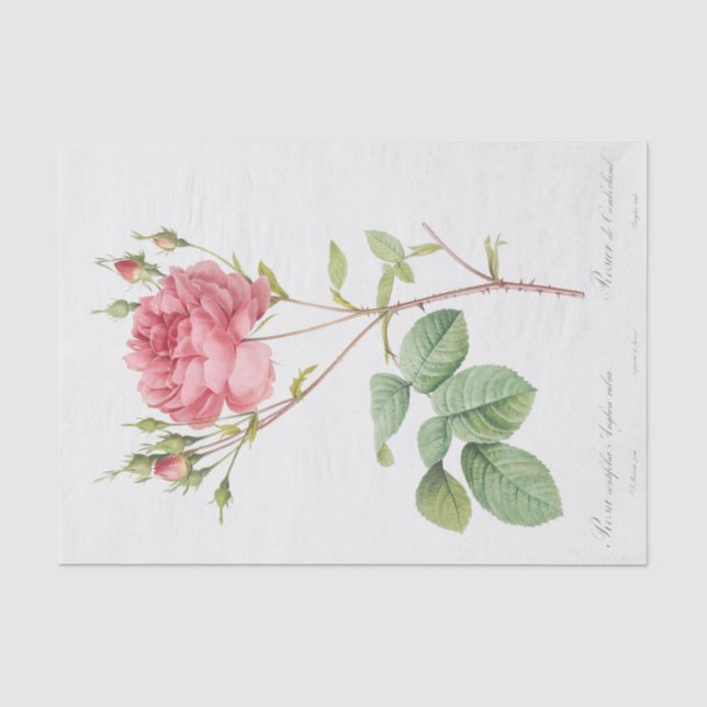 Rosa Centifolia Anglica Rubra Seidenpapier (Vorderseite)