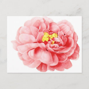 Rosa Centifolia-Blume im Shabby-Chic-Stil Postkarte