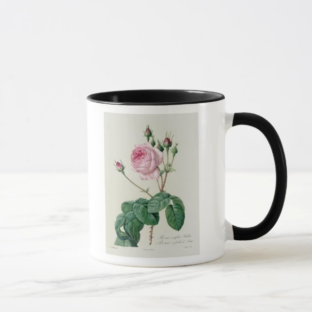 Rosa Centifolia Bullata Tasse (Rechts)
