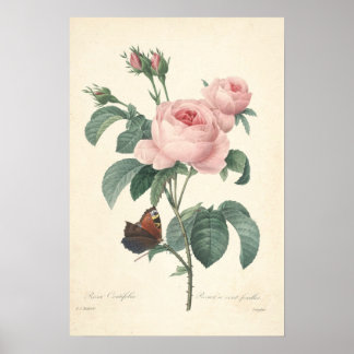Rosa Centifolia Canvas Print Poster