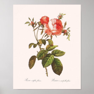 Rosa Centifolia Foliacea Poster