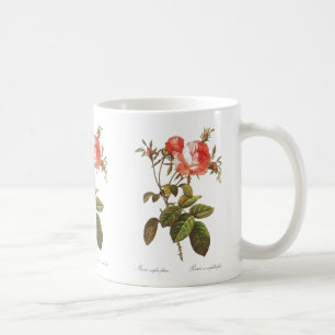 Rosa Centifolia Foliacea Tasse