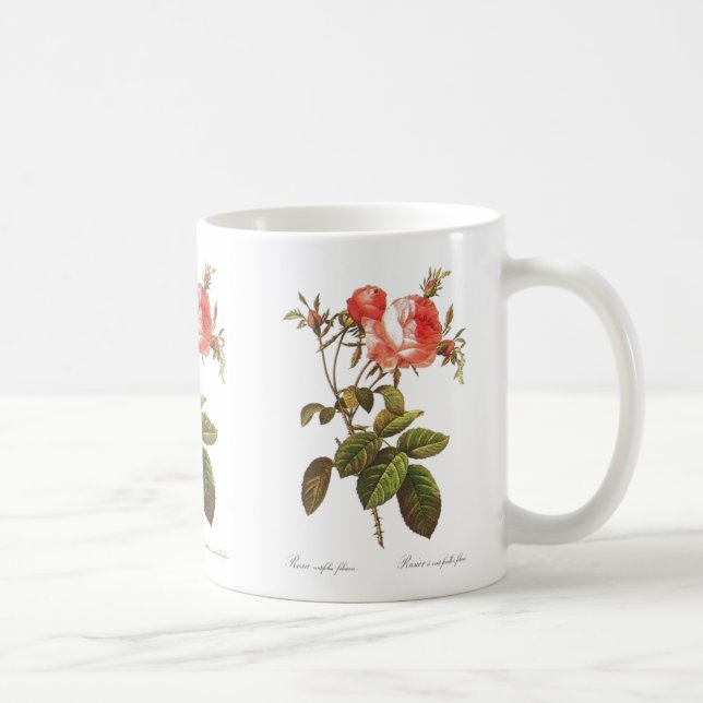 Rosa Centifolia Foliacea Tasse (Rechts)