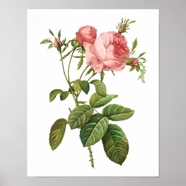 Rosa Centifolia Goliacea Redoute Poster (Vorne)