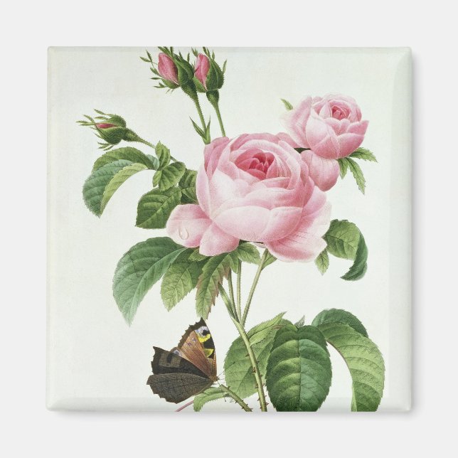 Rosa Centifolia Magnet (Vorne)