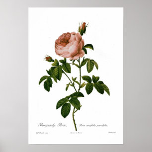 Rosa centifolia parvifolia poster