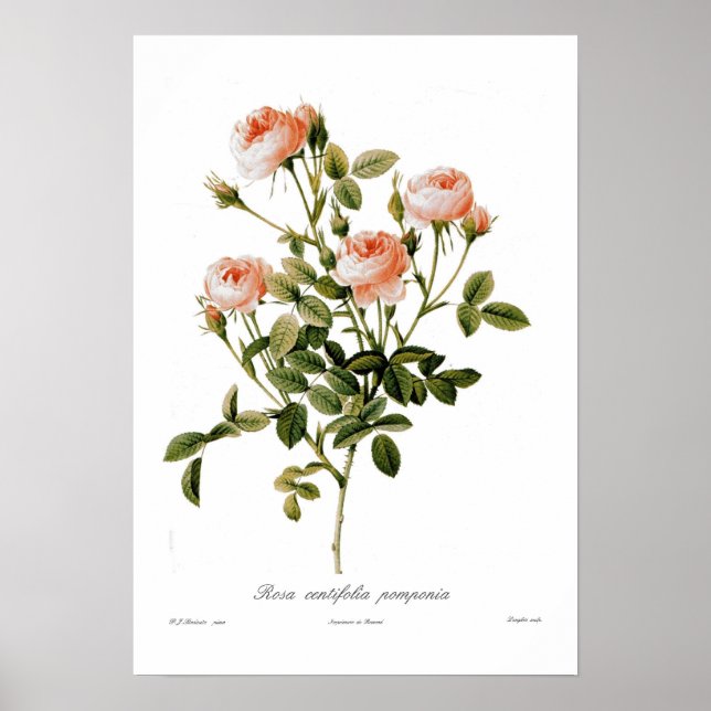 Rosa centifolia pomponia poster (Vorne)