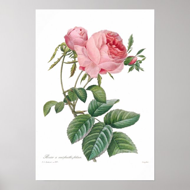 Rosa centifolia poster (Vorne)