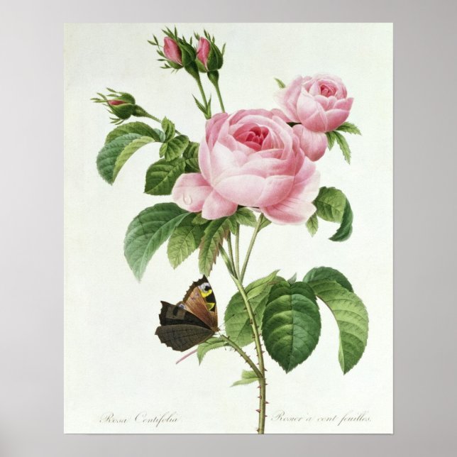 Rosa Centifolia Poster (Vorne)