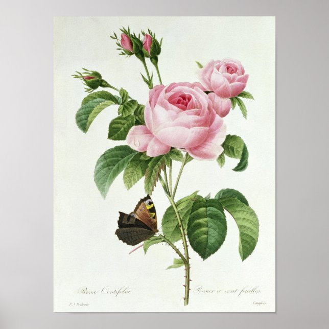 Rosa Centifolia Poster (Vorne)