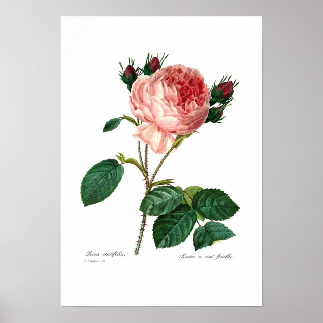 Rosa centifolia poster (Vorne)